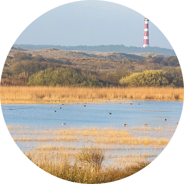 Ochtendgloren in de duinen - Natuurlijk Ameland