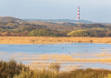 Ochtendgloren in de duinen - Natuurlijk Ameland van Anja Brouwer Fotografie