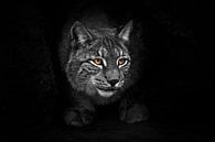 strict and formidable in the cave. lynx in the night darkness at night, bright eyes glow yellow body by Michael Semenov thumbnail