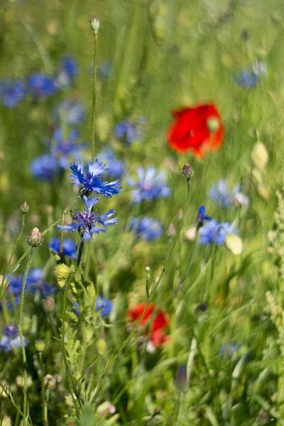 Korenbloem &amp; klaproos von Wolbert Erich