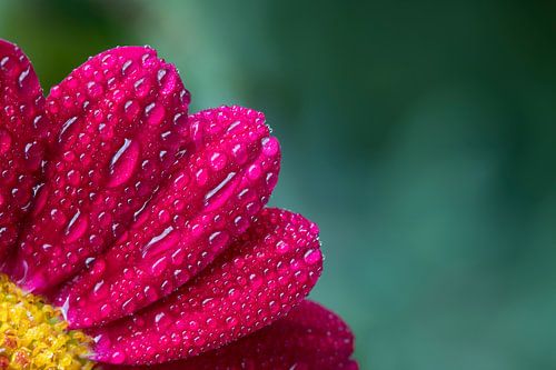 Waterdruppels op bloemblaadjes