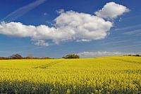 Rape fields in bloom on Langeland
