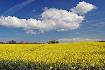 Koolzaadvelden in bloei op Langeland van Reinhard  Pantke