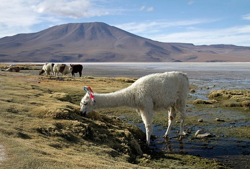Grazing alpaca in the volcanic landscape of Bolivia by Lensw0rld