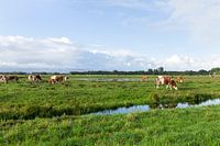 Dutch landscape with cows