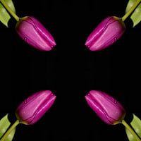 Four Tulips from the corners