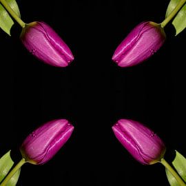 Four Tulips from the corners by Leon Buijs