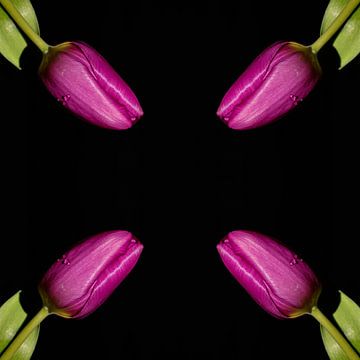 Vier Tulpen van Leon Buijs