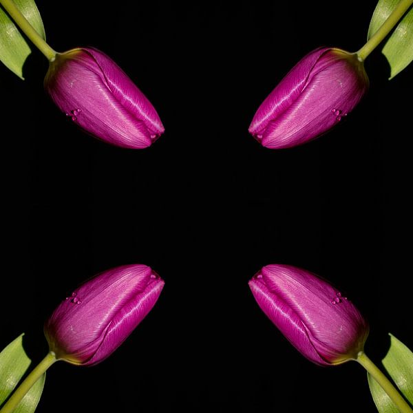 Vier Tulpen par Leon Buijs