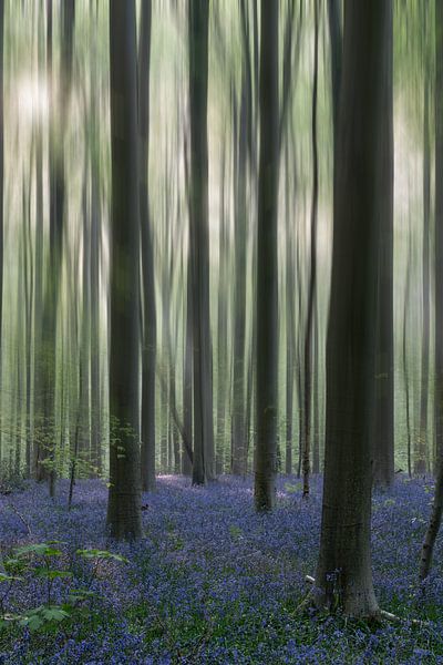 Dreamy forrest by Liliane Jaspers