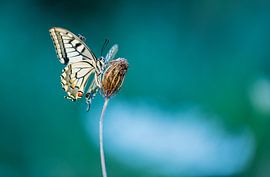 The fly by Gilbert de Bruijn