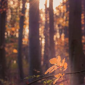 In het licht van kiekjes & kunst