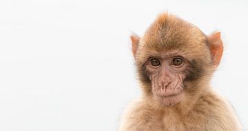 Young barbary macaque sur Bas Ronteltap