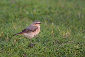 Northern Wheatear (Oenanthe oenanthe) in typical environment, stands on to of a little mound of eart