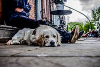 Flair op de kaai