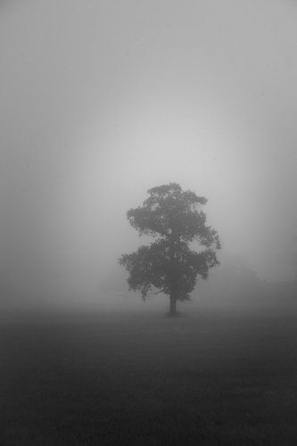 Arbre solitaire dans le brouillard