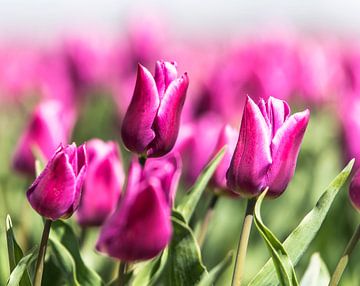 Dutch Tulips by Alex Hiemstra