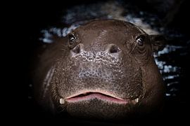 Hippo with black background by Marja Suur