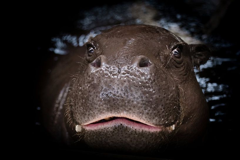 Hippo with black background by Marja Suur