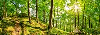 Bos in de Eifel van Günter Albers thumbnail