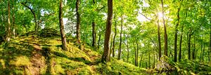 Wald in der Eifel