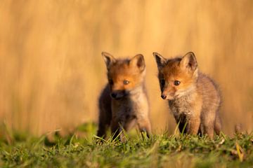 Young foxes by Aukje Ploeg