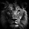 Portrait d'un lion en noir et blanc sur Digitale Schilderijen