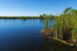 USA, Florida, Silent water of everglades swamp river between green sawgrass by adventure-photos