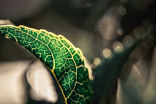 Leaf against the light