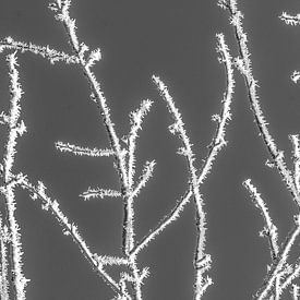 Reif in Schwarz und Weiß von Jan Fritz