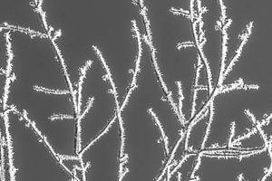 Mûr en noir et blanc