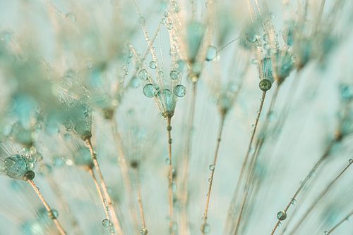 Zachte pastelkleuren: Druppeltjes op de paardenbloem