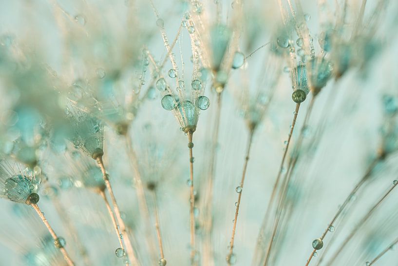 Soft pastel colours: Drops on the dandelion by Marjolijn van den Berg