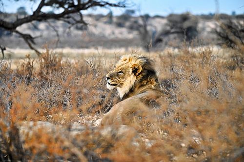 Majestät des Abends – Löwe in der Kalahari von Dieter Stahl