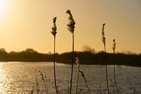 Avondgloren in Meijendel