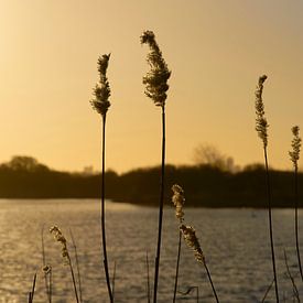 Avondgloren in Meijendel van Gevk - izuriphoto