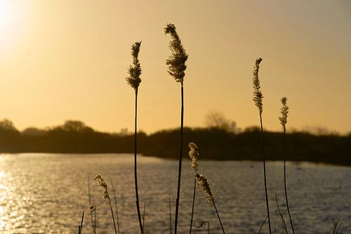 Gloire du soir à Meijendel
