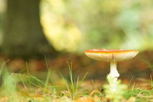 Herbst