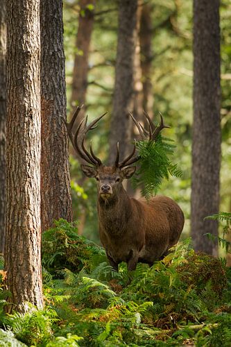Bronze Rotwild in einer Waldlandschaft mit Farnen