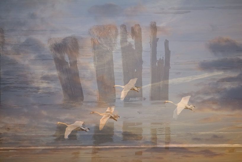 Schwäne für immer verbunden von Art. by Janine