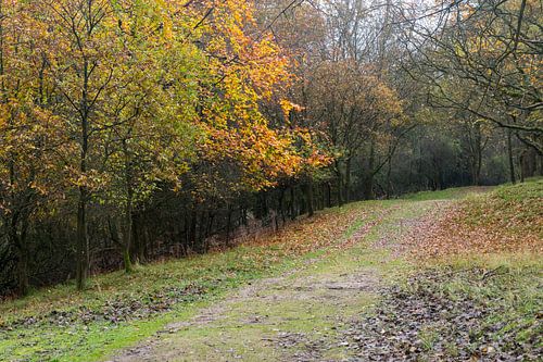 De Amsterdamse waterleidingduinen in de herfst