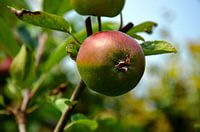 Apple in the vegetable garden