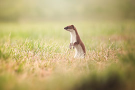 Attentive guardian of the meadow by Niklas Voth