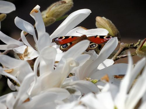 Vlinder op Magnolia