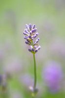 Lavendelbloem of -bloesem