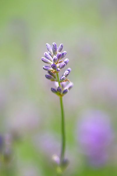 Lavendelblume oder -blüte von Digikhmer