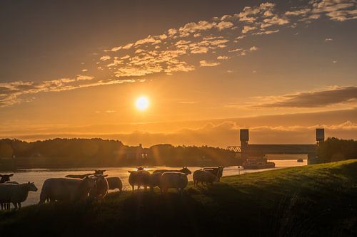 Schapen bij sluis en zonsopkomst