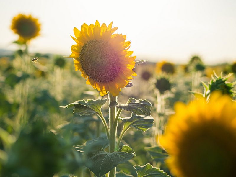 Sunflower with flying bee by Art By Dominic