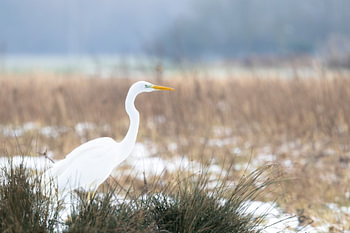 Grote zilverreiger in sneeuwlandschap