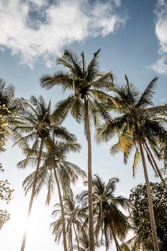 Tropisch Palmbomen die Zich Strekken naar de Blauwe Hemel